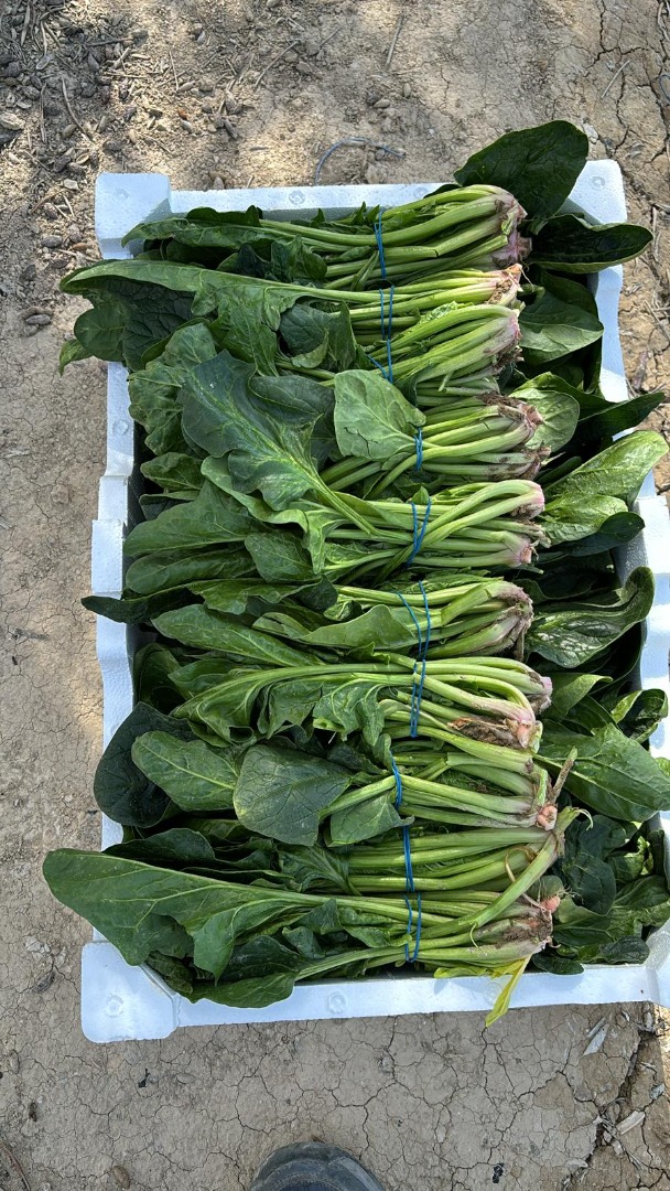 Buenos días, somos agricultores productores y exportadores de Espinaca.[teléfono]emos los certificados y exportamos espinaca de primera clase en pallets de 75