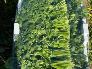 Buenos días, somos agricultores productores y exportadores de Cilantro
