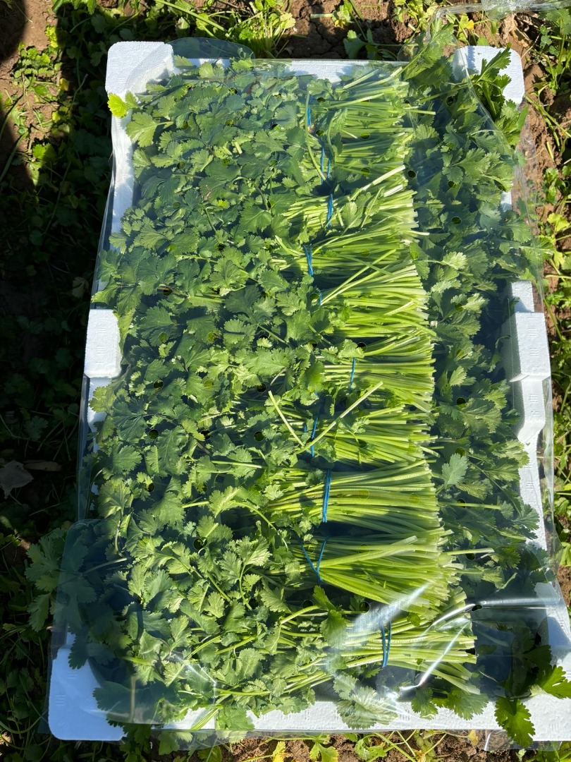 Buenos días, somos agricultores productores y exportadores de Cilantro / coriandro .[teléfono]emos los ceritificados y exportamos cilantro de primera clase en