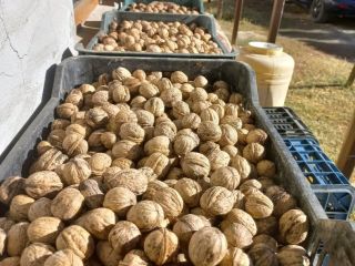 Vendo nueces con cáscara producidas en Rumania