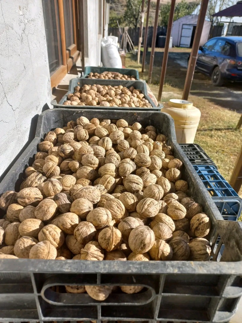 Vendo nueces con cáscara producidas en Rumania