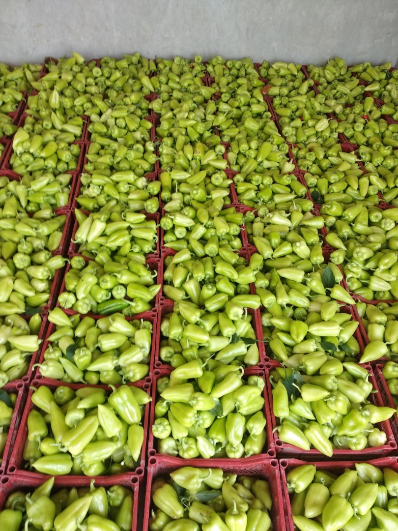 Exportación de pimiento verde fresco de Uzbekistán Nuestra empresa en el país de Uzbekistán – Central Asia LLC "World Import Export Trade" - empresa mayorista