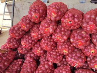 NUEVA CEBOLLA JOVEN / NUEVAS CEBOLLAS COMIENZAN EN UZBEKISTÁN