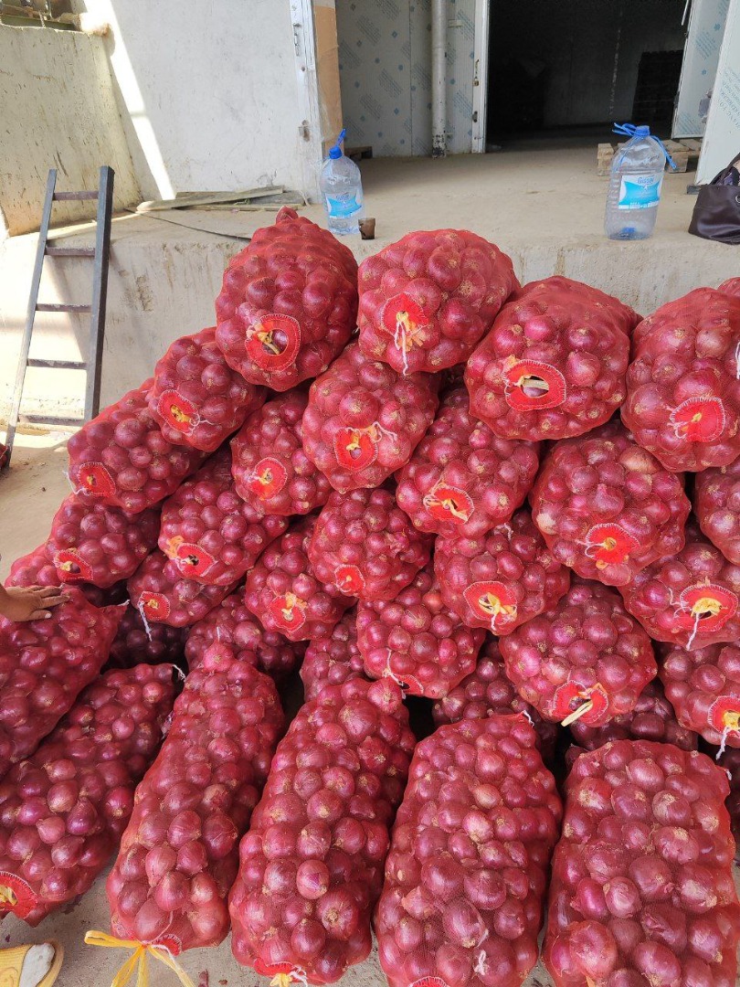 NUEVA CEBOLLA JOVEN / NUEVAS CEBOLLAS COMIENZAN EN UZBEKISTÁN Cosecha de la nueva cosecha de cebolla en Uzbekistán Repollo joven nuevas temporadas mes de marzo