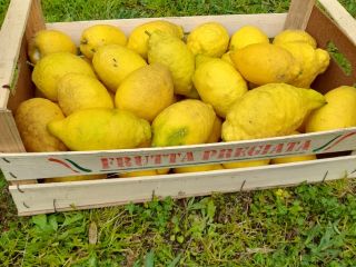 Limones orgánicos de Campania