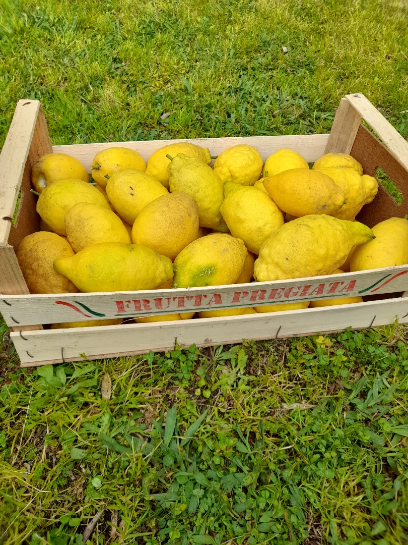 Limones orgánicos de Campania