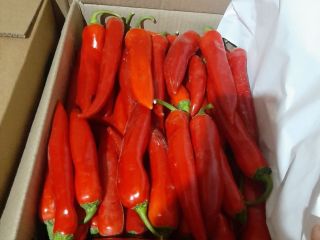 Chile rojo fresco Exportación de chiles rojos frescos desde
