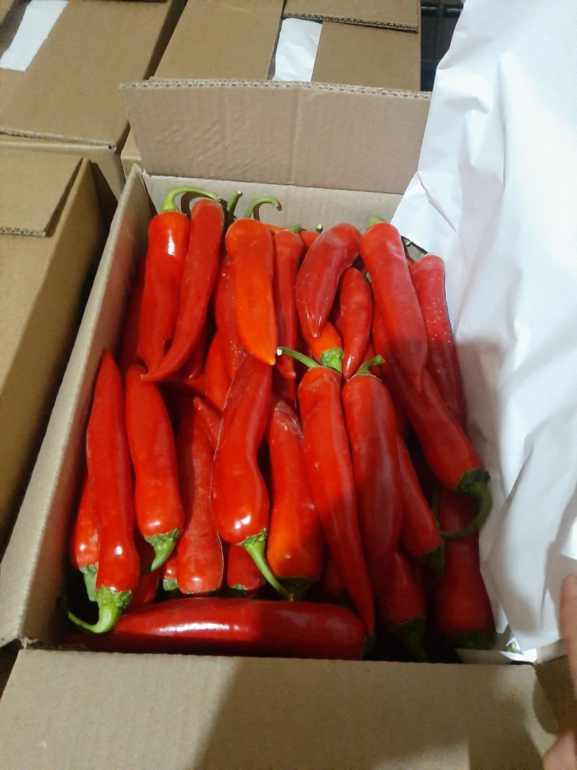 Chile rojo fresco Exportación de chiles rojos frescos desde Uzbekistán con camión Fly (air) ref (frigo)