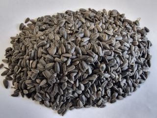 Girasol negro Precio indicado FCA Osina Mała, 98-358 Kiełczyglow