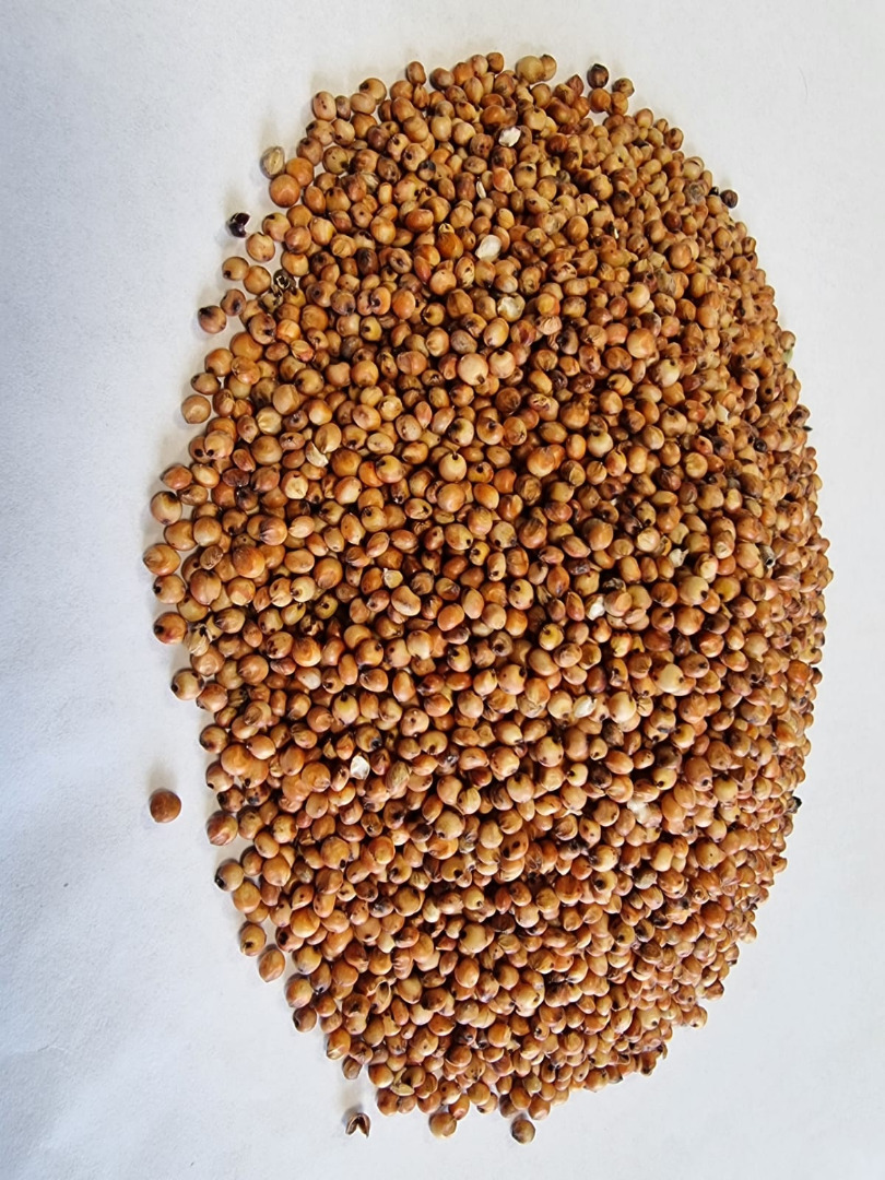 Sorgo rojo Precio dado FCA Osina Mała, 98-358 Kiełczyglow Pureza: 99%, Método de envasado a petición del cliente Precio a acordar y confirmación final Precio