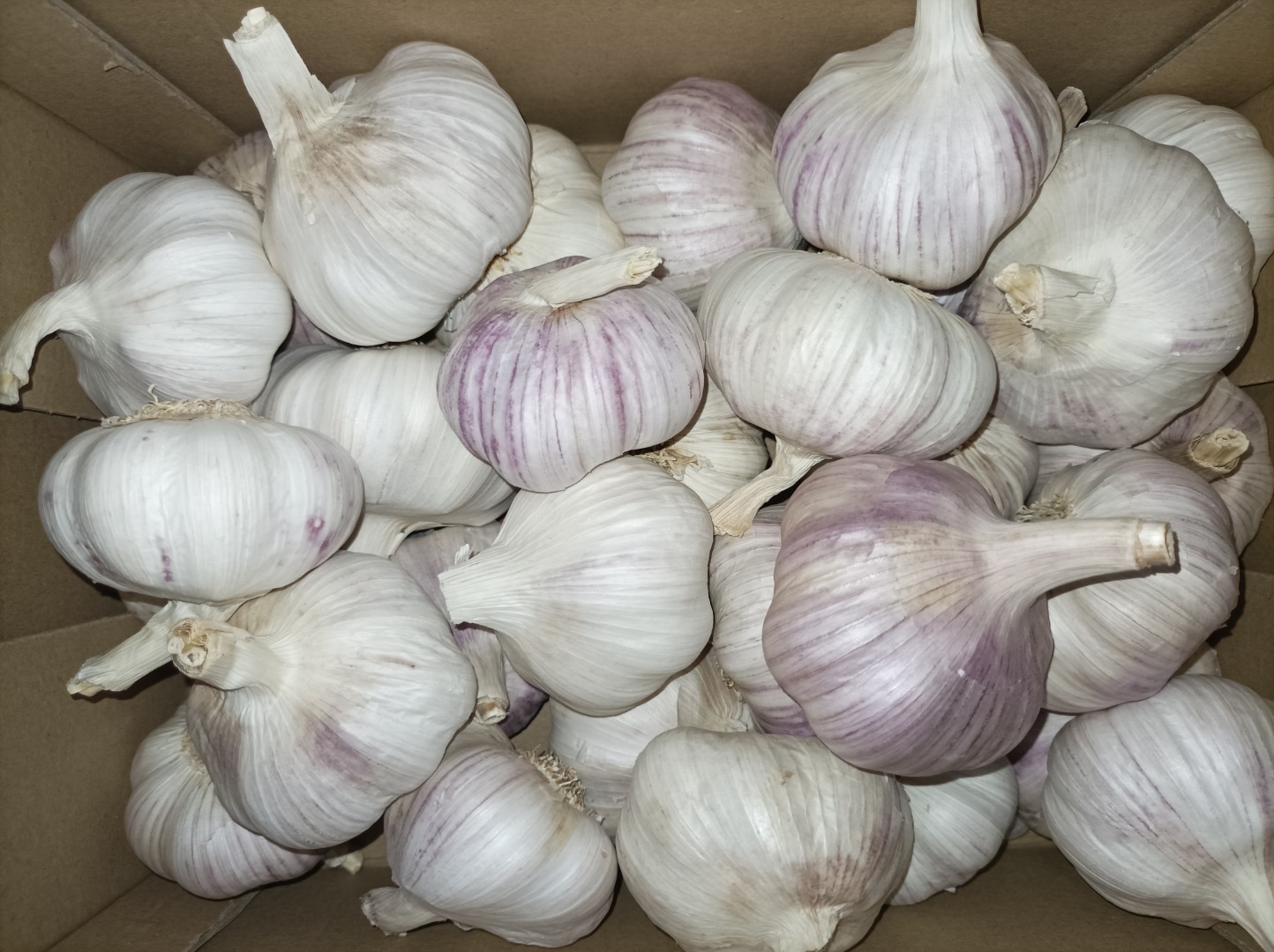 Compraré cualquier tipo de ajo español: violeta primavera, violeta primavera orgánico, morado