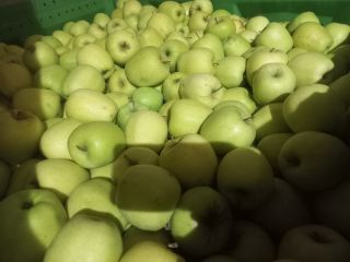 Vendo manzanas de las variedades Ajdared, Golden y Modi.