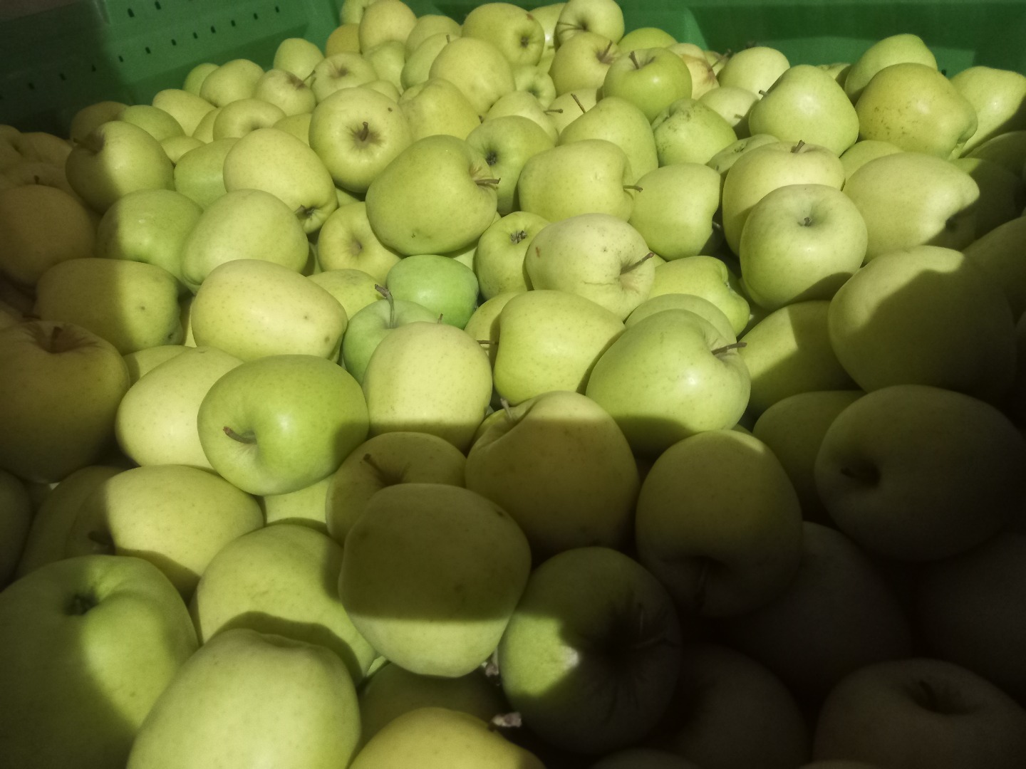 Vendo manzanas de las variedades Ajdared, Golden y Modi