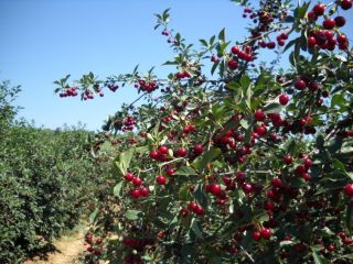 Venta de cereza Oblacinska, cosecha 2024. La época de