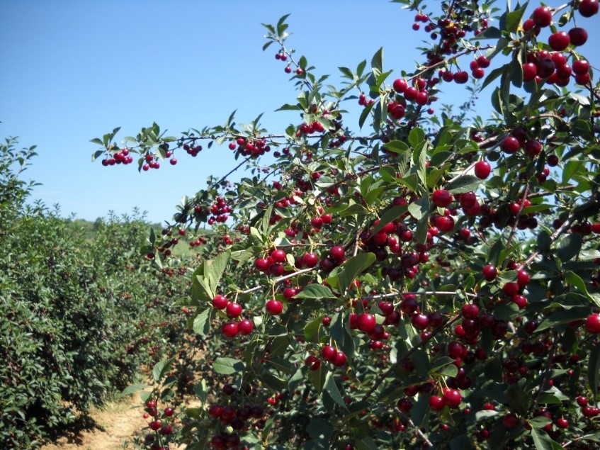Venta de cereza Oblacinska, cosecha 2024