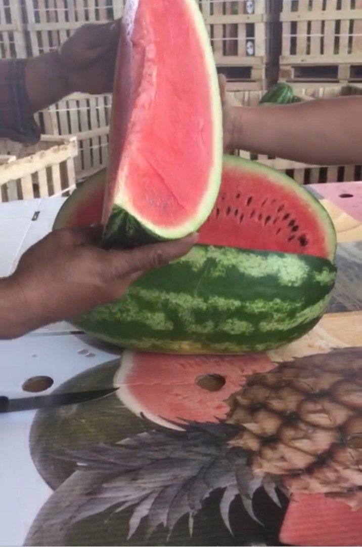 Somos importadores y productores de Sandia de zaghoura