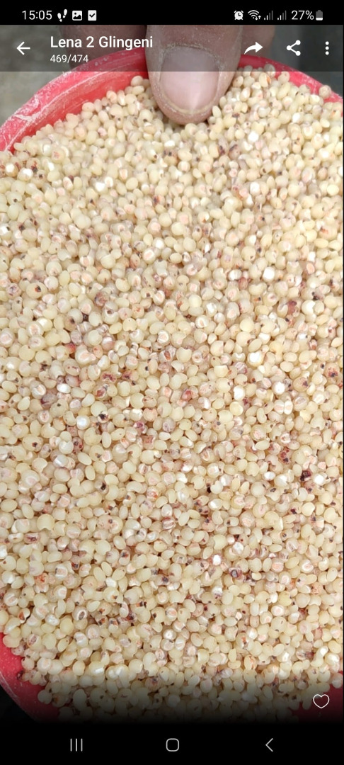 Sorgo molido, grañones, en sacos grandes de 1 tonelada cada uno