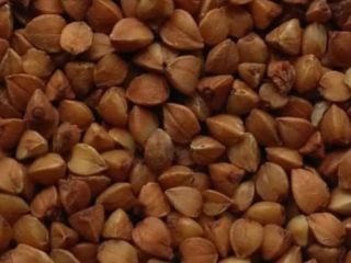 Alforfón en frijoles grandes, producido en Ucrania-Rusia. Precio FCA