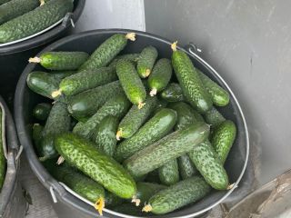 Venderé pepinos de Rumania en grandes cantidades. Buscamos clientes