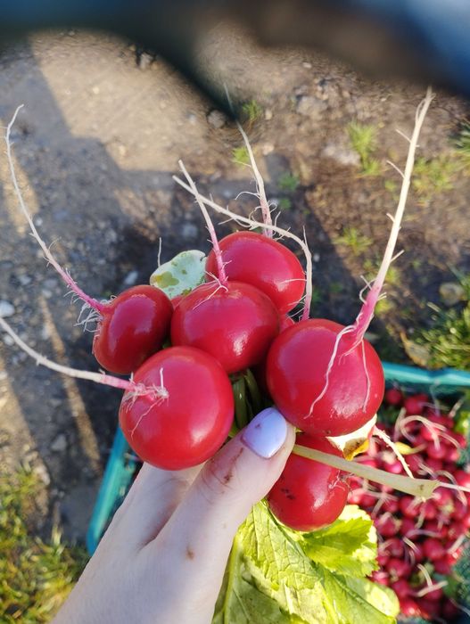 Variedad Viena, Bandito Delicioso rábano de los túneles caseros 1,50 PLN (manojo)