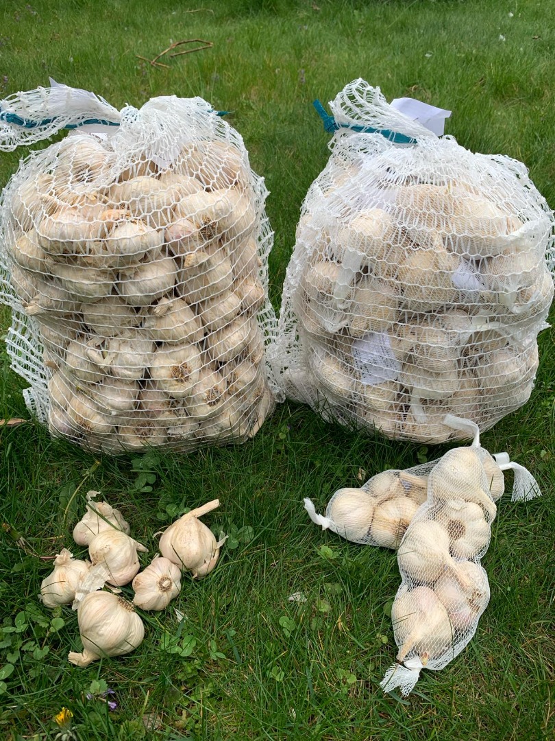 Oferta: AJO Tenemos a la venta alrededor de 600 kg de ajo de alta calidad: ajo tiernos polaco "Jarus" - suelto, en bolsas de 5 kg /precio: 15 PLN por kg