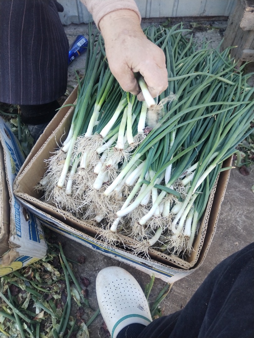 Cebolletas verdes muy buenas y de calidad