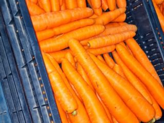 Venta de zanahorias húngaras recolectadas a mano
