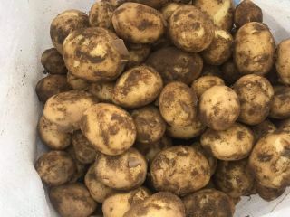 Vendo papa nueva variedad riviera, cultivada en unas 40