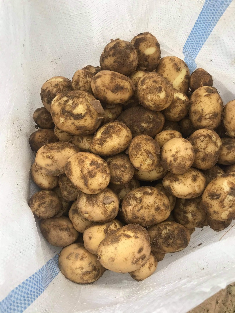 Vendo papa nueva variedad riviera, cultivada en unas 40 hectáreas con posibilidad de comprar a otros agricultores de la zona La recolección se realiza entre el