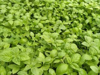 Albahaca genovesa italiana híbrida en macetas de plástico de