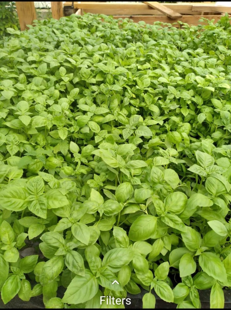 Albahaca genovesa italiana híbrida en macetas de plástico de 10 centímetros