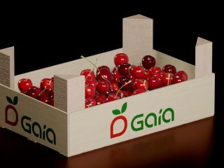 Producimos y distribuimos: cerezas, ciruelas y la variedad más