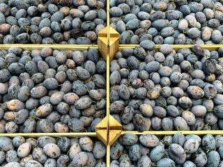 Producimos y distribuimos: cerezas, ciruelas y la variedad más