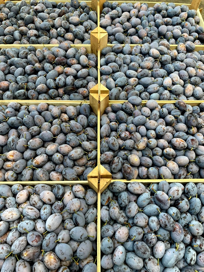 Producimos y distribuimos: cerezas, ciruelas y la variedad más dulce de uvas moldavas