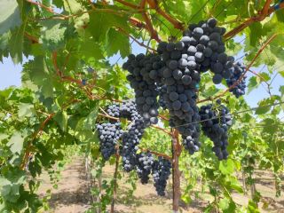 Producimos y distribuimos: cerezas, ciruelas y la variedad más