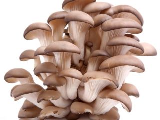 ¡Hola! Este año planeamos comenzar a cultivar hongos como