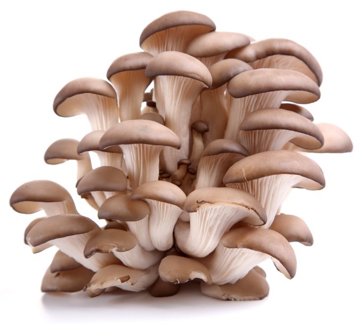 ¡Hola! Este año planeamos comenzar a cultivar hongos como Oyster Mushroom, Shiitake y Lion Mane