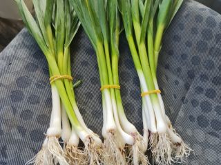 Venta de ajo tierno, Solo se venderá por contrato