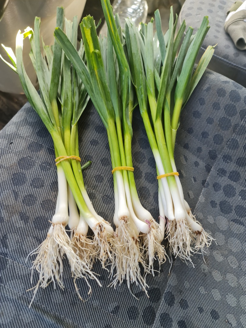 Venta de ajo tierno, Solo se venderá por contrato