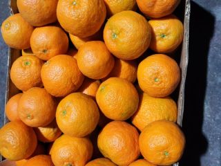 ¡Experimente la felicidad de los cítricos durante todo el