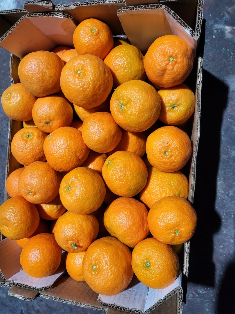 ¡Experimente la felicidad de los cítricos durante todo el año con las naranjas Valencia! De marzo a septiembre (o incluso noviembre en climas más fríos), estas