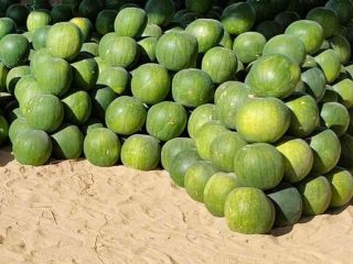 Las sandías son grandes desde 4kg hasta 8kg. Enviamos