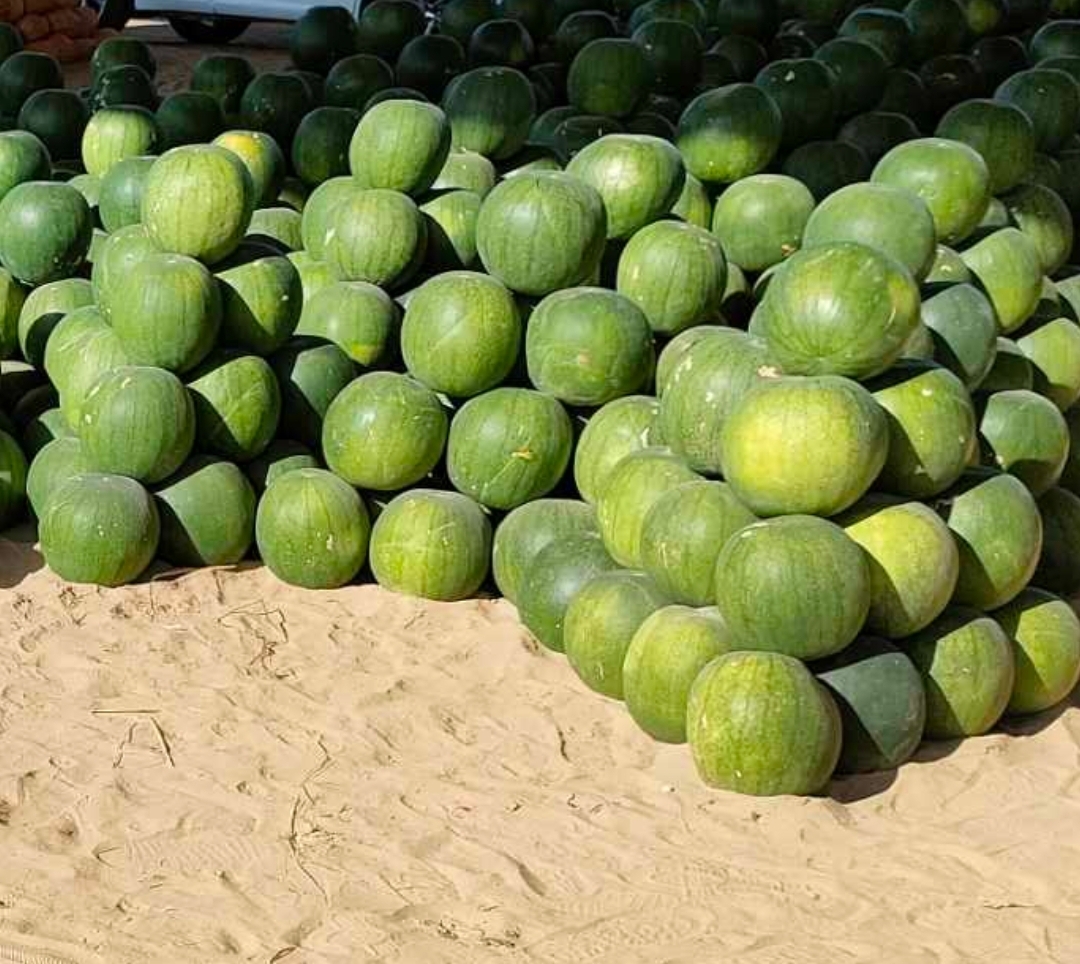 Las sandías son grandes desde 4kg hasta 8kg