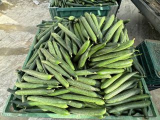 Vendemos pepino fresco.