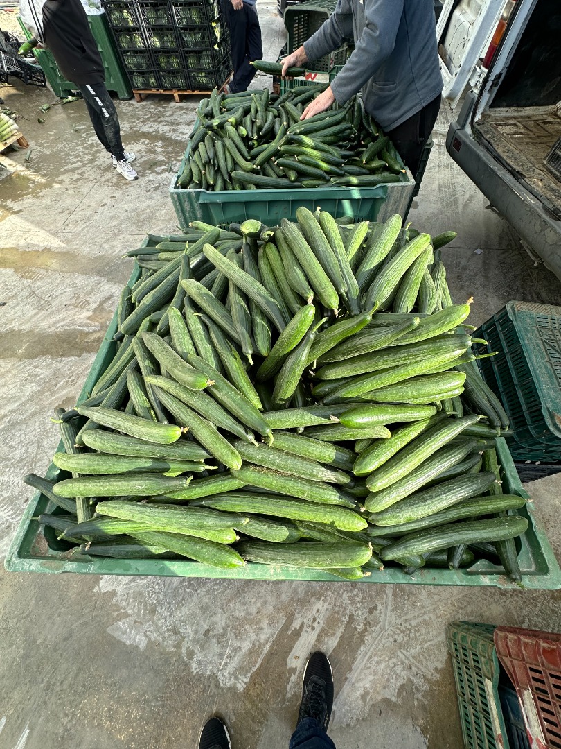 Vendemos pepino fresco