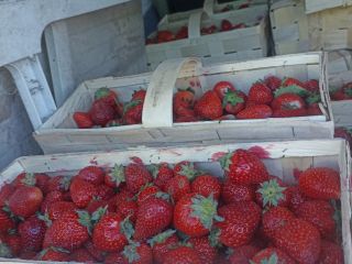 Hola, ofrezco fresas de campo y de túnel en