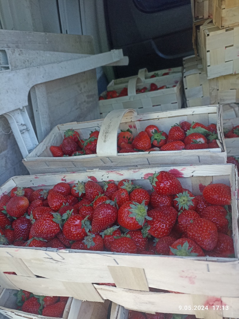 Hola, ofrezco fresas de campo y de túnel en grandes cantidades, así como frambuesas, moras, arándanos, cerezas y guindas, generalmente la mayoría de verduras y