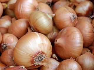 Vendo cebollas de máximo calibre en camiones aún está