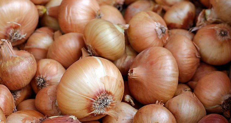 Vendo cebollas de máximo calibre en camiones aún está plantada arrancaremos del suelo en unos días