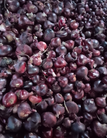 La cebolla roja egipcia, también conocida como cebolla babosa o cebolla perenne, es una variedad de cebolla que se cultiva en zonas cálidas
